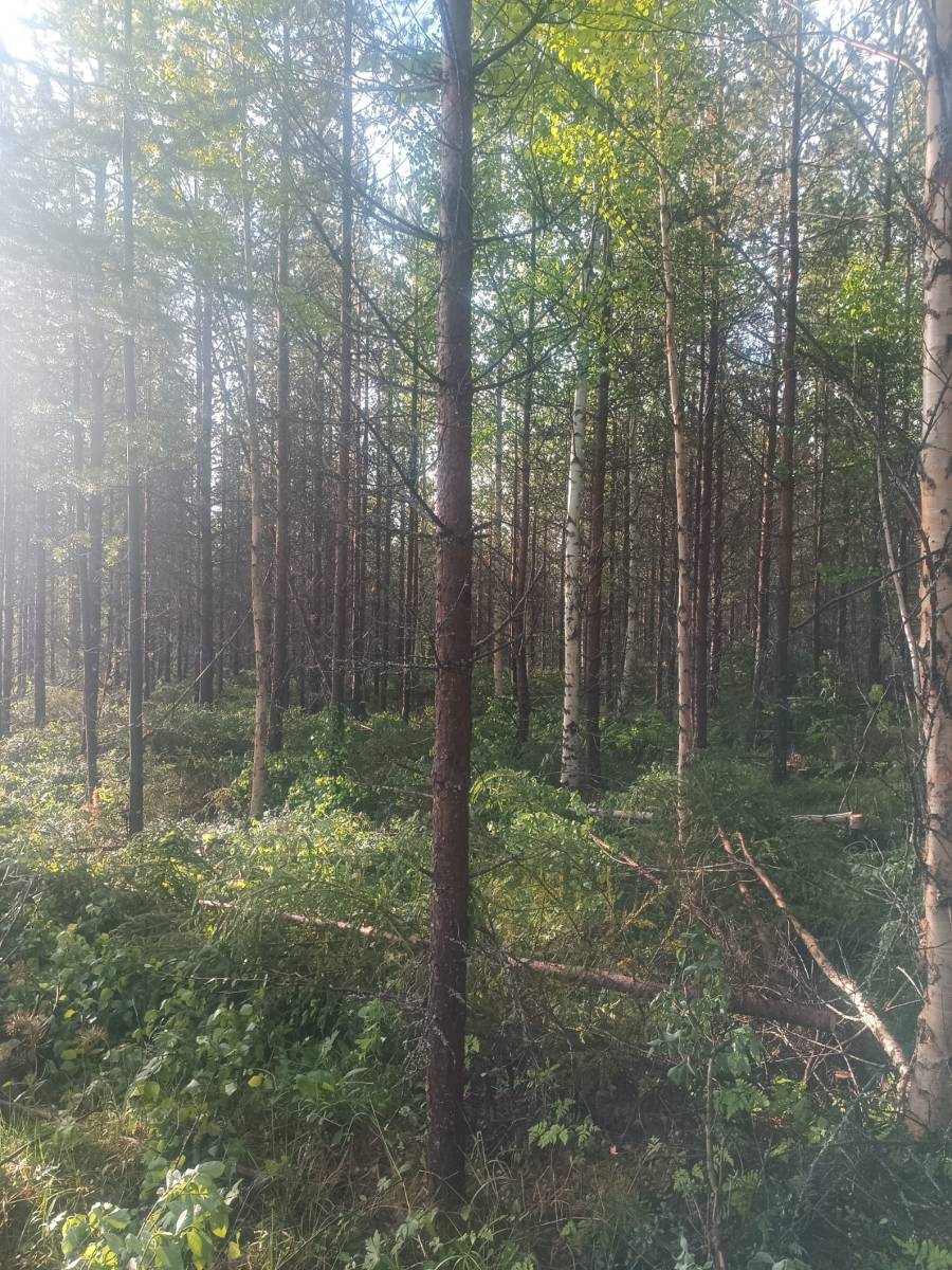 Trädfällning och röjning utförd av Rätan Skog & Entreprenad i Bergs kommun, Jämtland